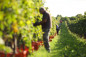 Preview: Primitus Vino Rosso DOC (Bulgarini) - Rotwein vom Gardasee