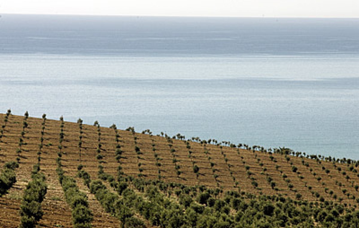 La Segreta il Rosso DOC (Planeta) italienischer Rotwein aus Sizilien