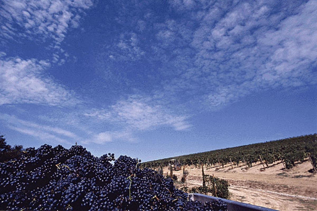 Brunello di Montalcino 1998 (Cantina di Montalcino)