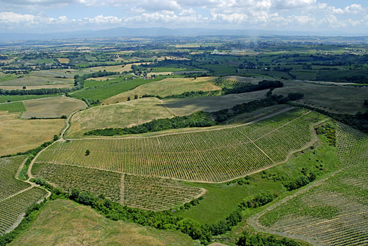 Vino Nobile di Montepulciano Riserva Vignetto Caggiole 1988 (Poliziano)